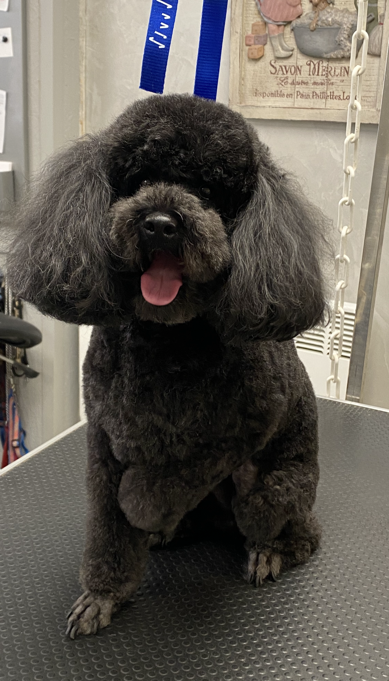 Un caniche noir duveteux, assis sur une table de toilettage, la langue pendante, semble heureux dans un salon de toilettage.