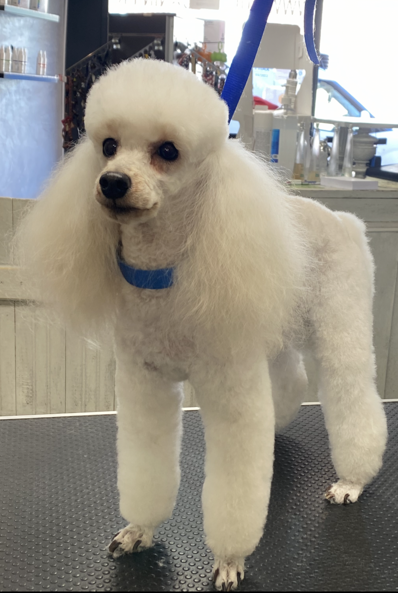 Un caniche blanc à la coupe soignée se tient debout sur une surface noire texturée, portant un collier bleu.