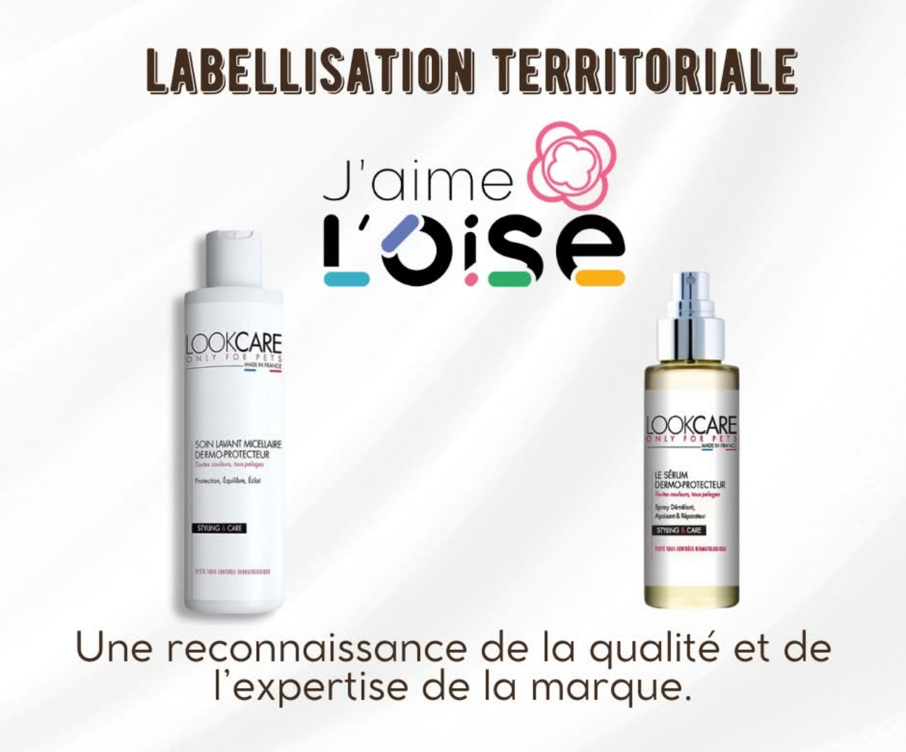 Un toiletteur professionnel utilise une tondeuse électrique pour tailler le pelage d'un petit Schnauzer gris et blanc sur une table de toilettage.