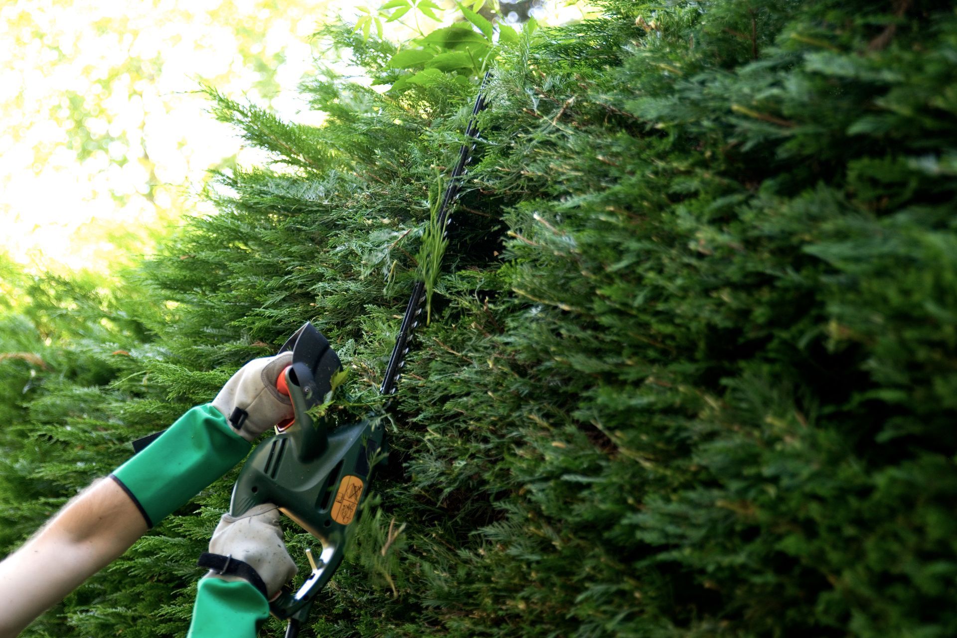 Une personne portant des gants verts utilise un taille-haie électrique pour tailler un feuillage dense et vert.