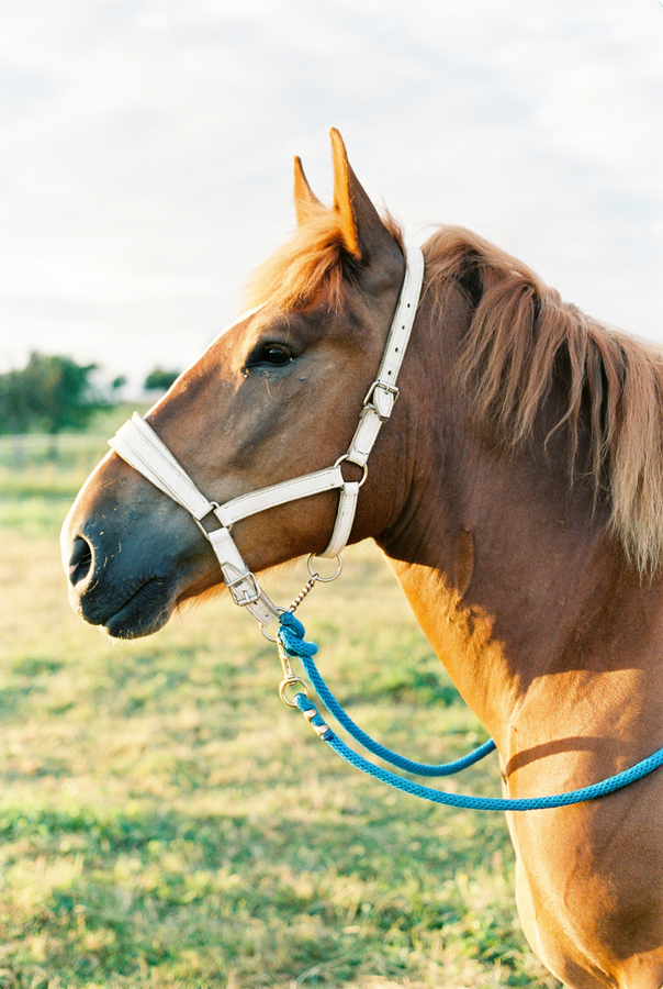 Thérapie animale avec cheval