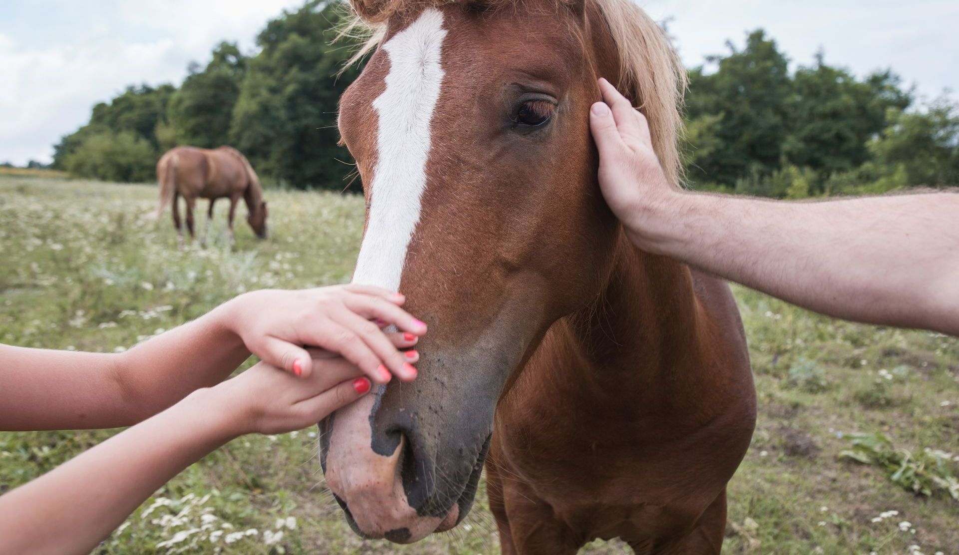 Médiation en groupe avec le cheval