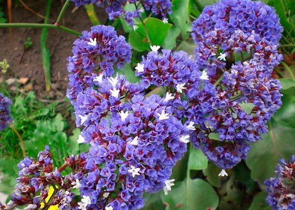Un ramo de flores moradas con centros blancos.