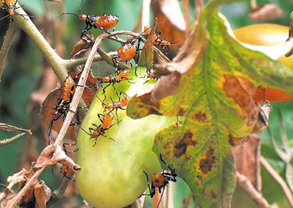 Un montón de insectos están sentados en un tomate verde.