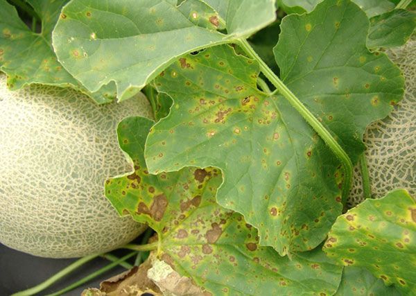 Un melón está creciendo en una planta con hojas que tienen manchas marrones.