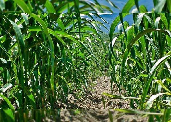 Una hilera de plantas de maíz que crecen en un campo.