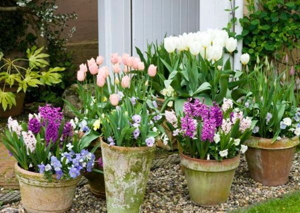 Una hilera de plantas en macetas con flores moradas y blancas.