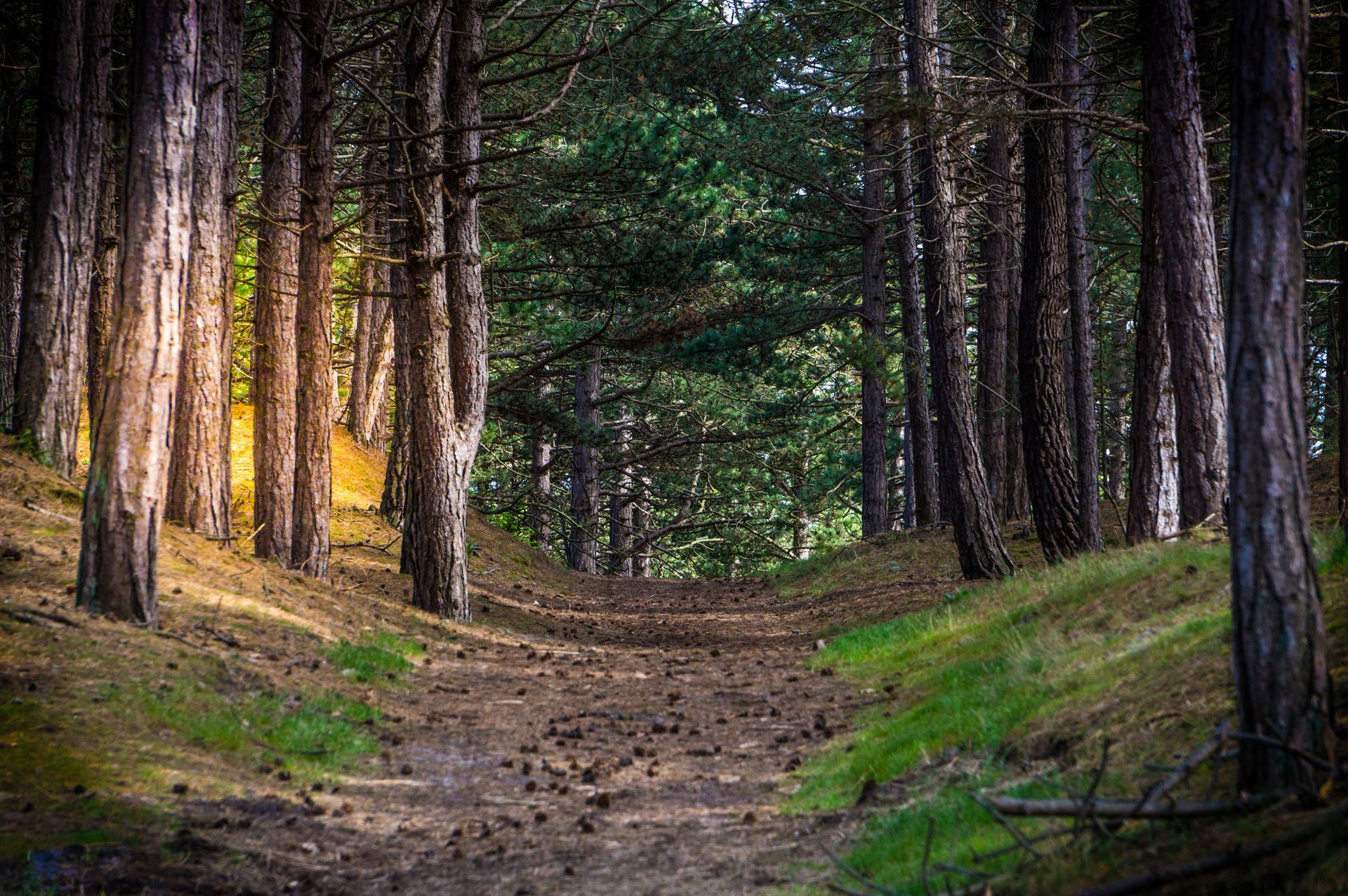De zon schijnt door de bomen op een pad in het bos.