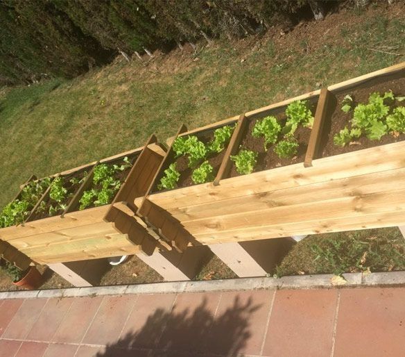 Una hilera de jardineras de madera con lechuga creciendo en ellas.