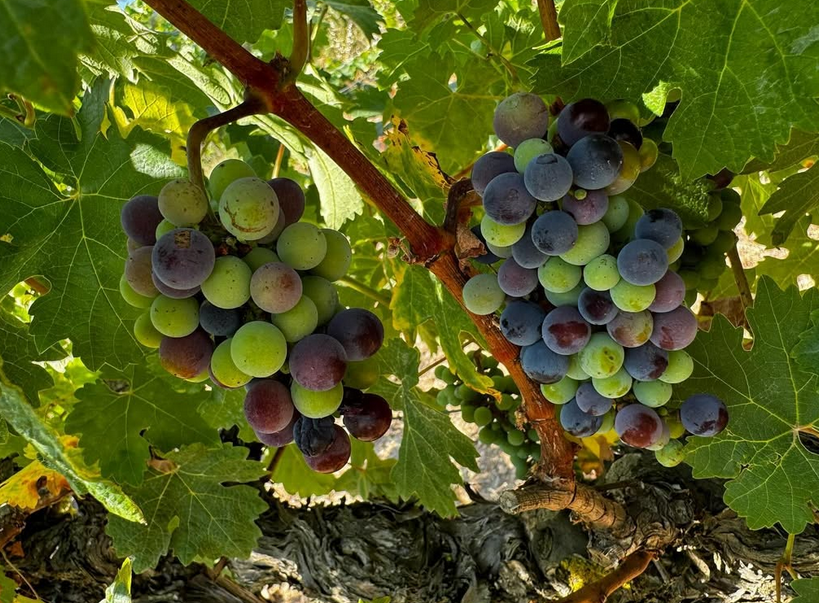 Un racimo de uvas cuelga de una vid