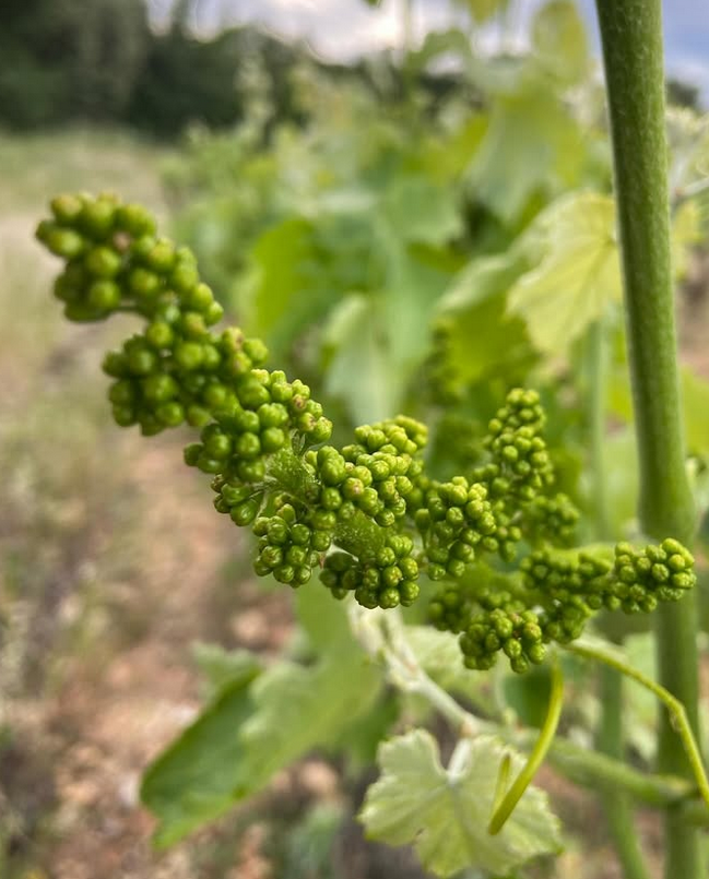 Un primer plano de un racimo de uvas verdes en una vid.