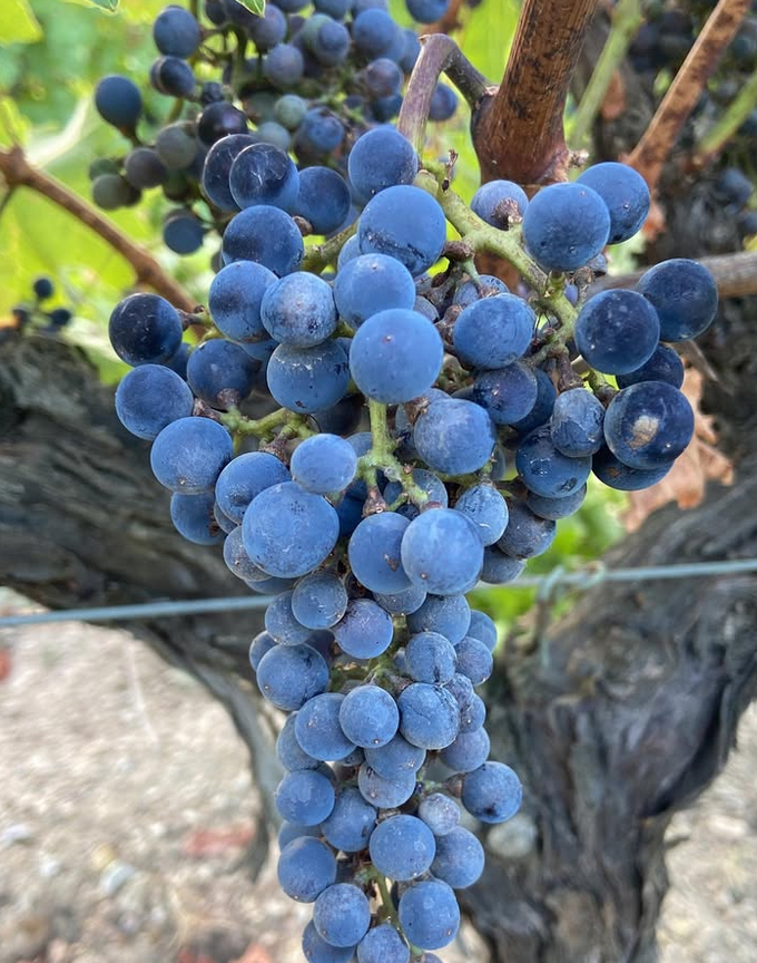 Un racimo de uvas azules colgando de una vid