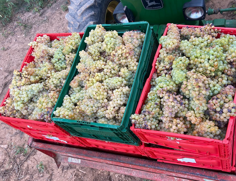 Tres cajas de uvas están sobre una mesa delante de un tractor verde.