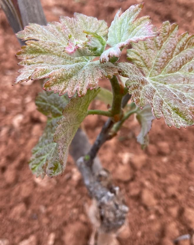 Un primer plano de una planta con hojas que crecen del suelo.