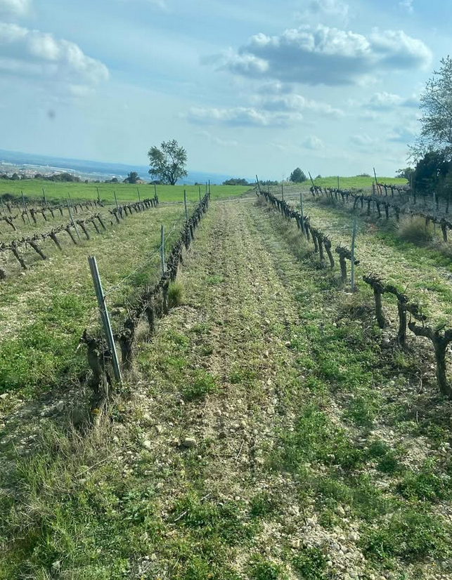 Una hilera de vides que crecen en un campo en un día soleado.