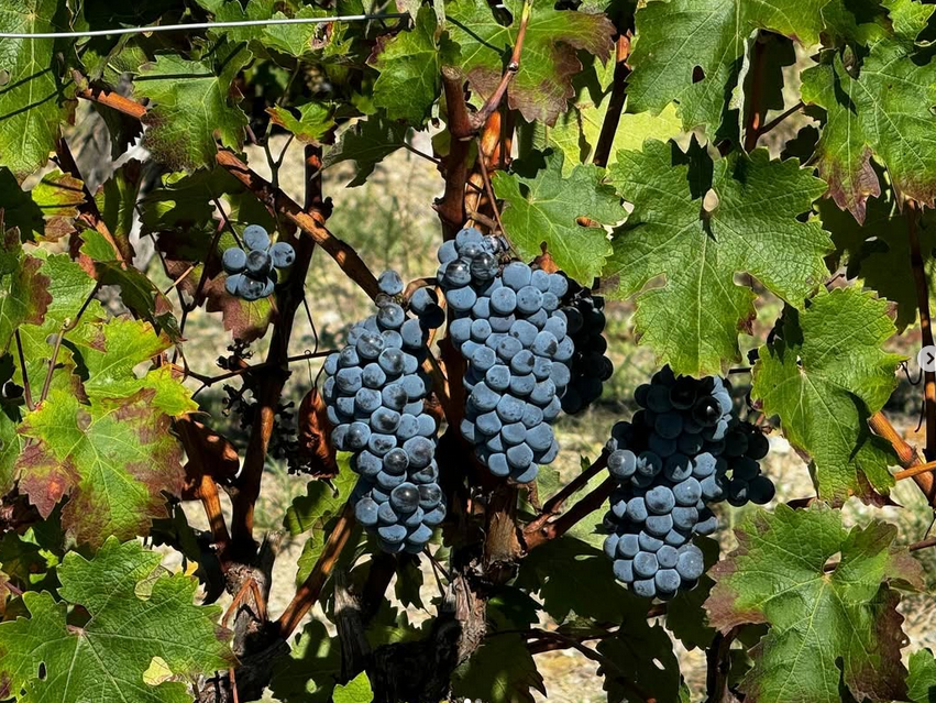 Un racimo de uvas azules colgando de una vid