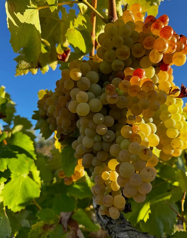 Un racimo de uvas colgando de una vid con un cielo azul de fondo.