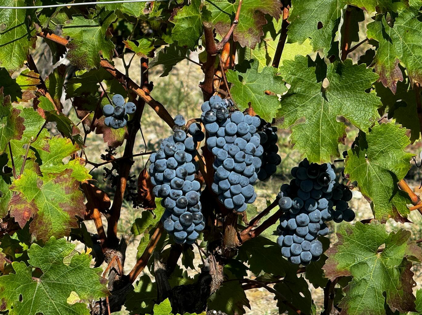 Un racimo de uvas azules colgando de una vid