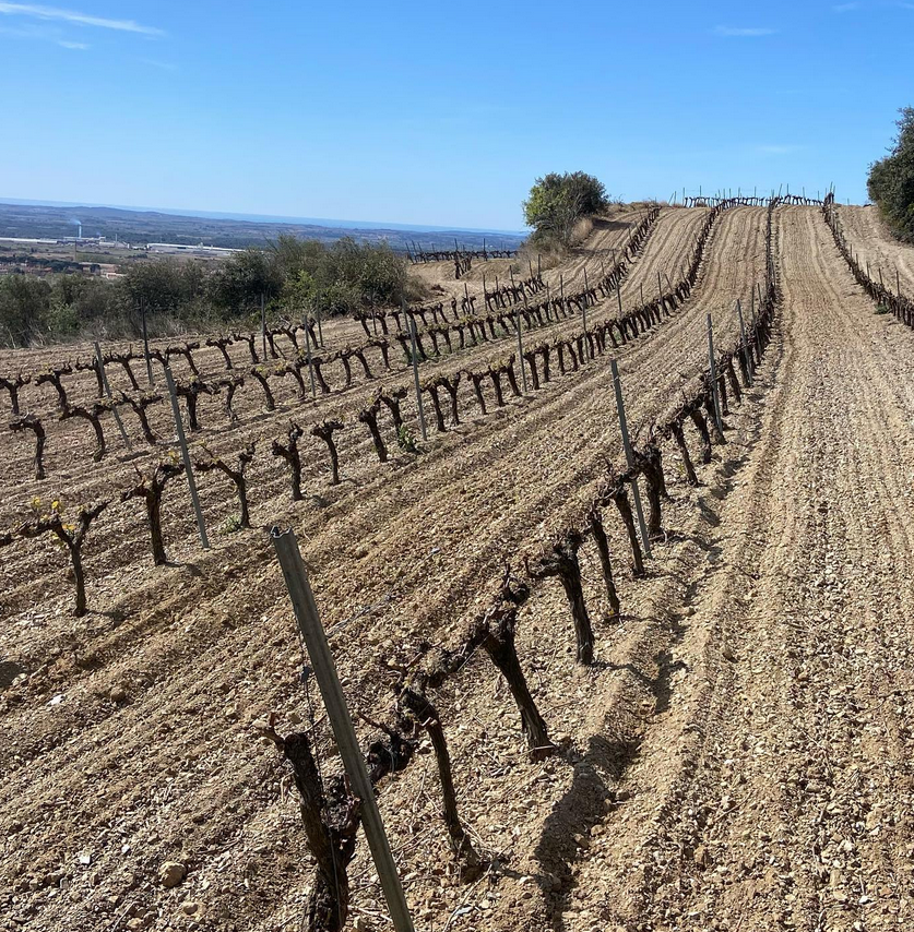 Tres botellas de vino están alineadas una al lado de la otra