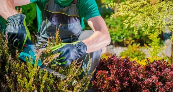 Servicios profesionales de poda de árboles y setos en Burgos