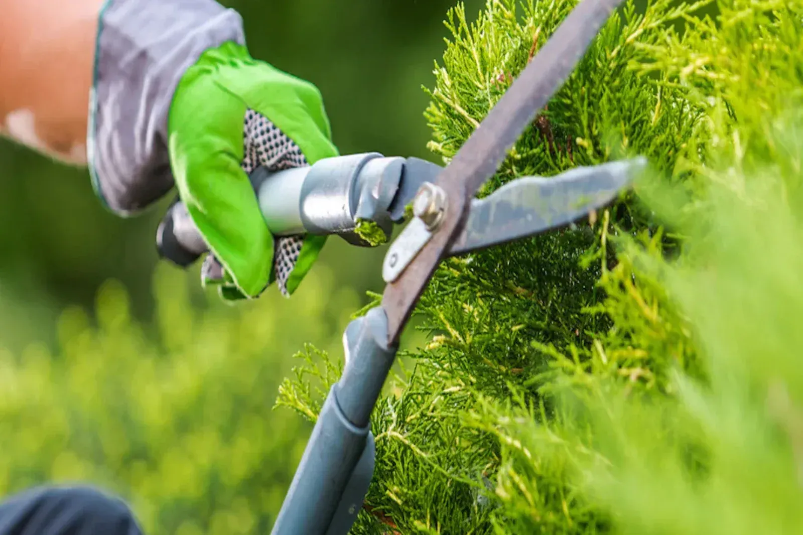 Especialistas realizando poda de árboles, tala y recorte de setos en Aranda de Duero