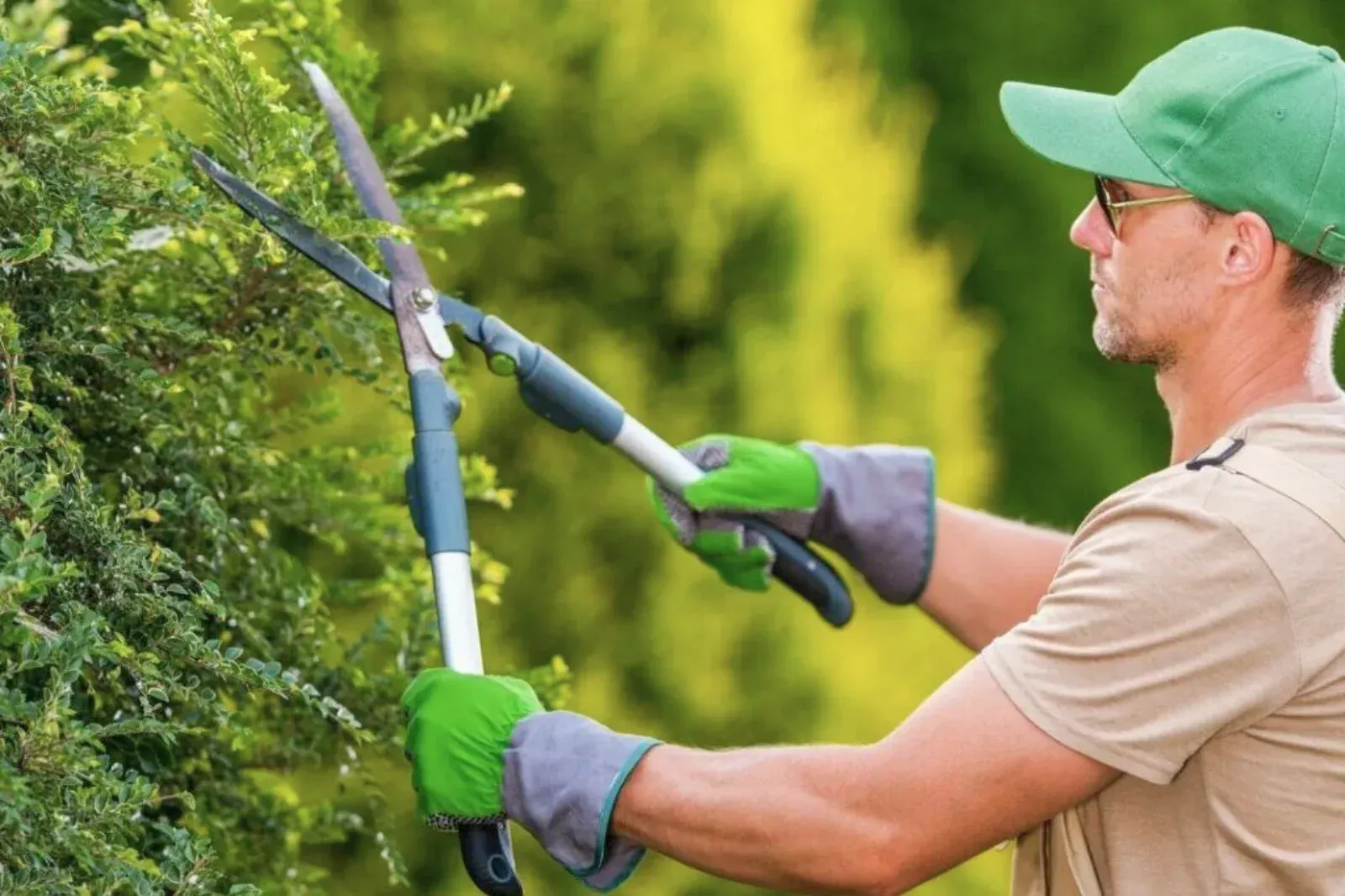 Trabajos especializados de poda, tala de árboles y perfilado de setos en Briviesca