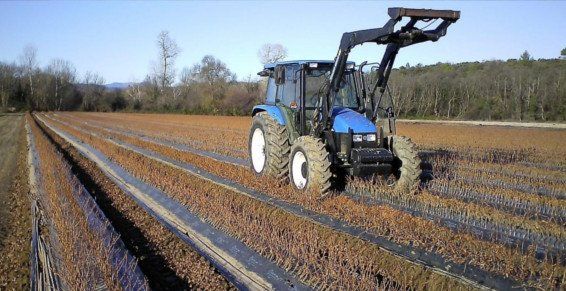 Arrachage de plants de vignes à Alès