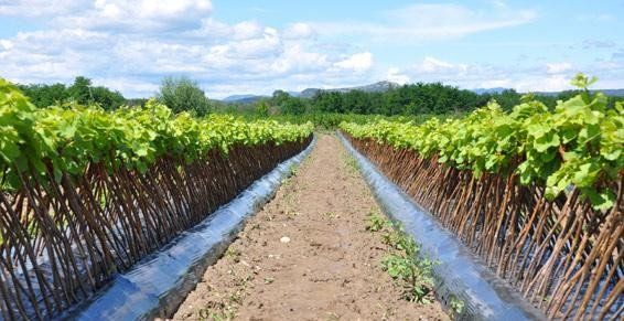 Vignes Michel Floutier près de Nîmes