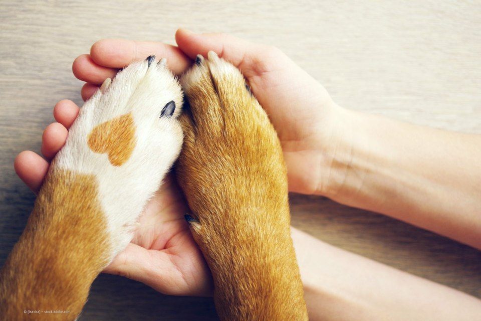 Katze wird untersucht