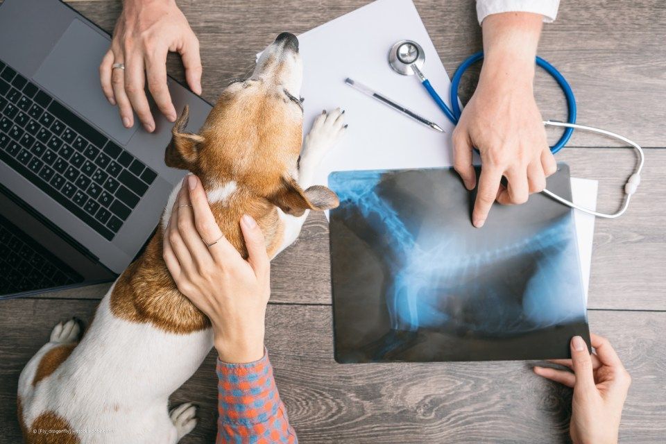 Röntgenbild von einem Hund