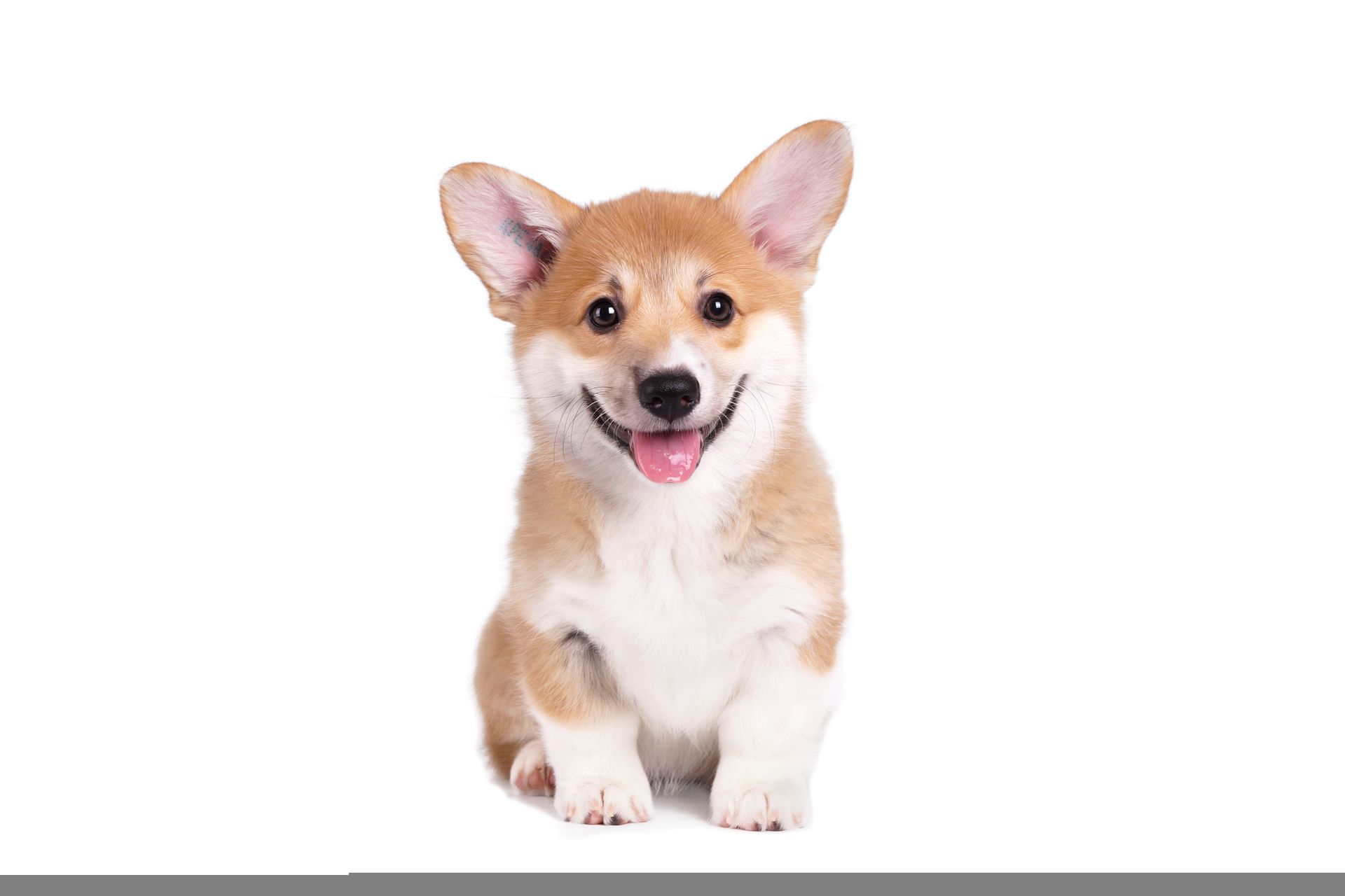 Kätzchen wird untersucht