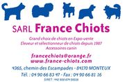 Expo-Vente de chiots en région PACA, dans le Vaucluse à Monteux (84)
