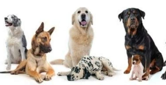 Eleveur de chien dans le Vaucluse