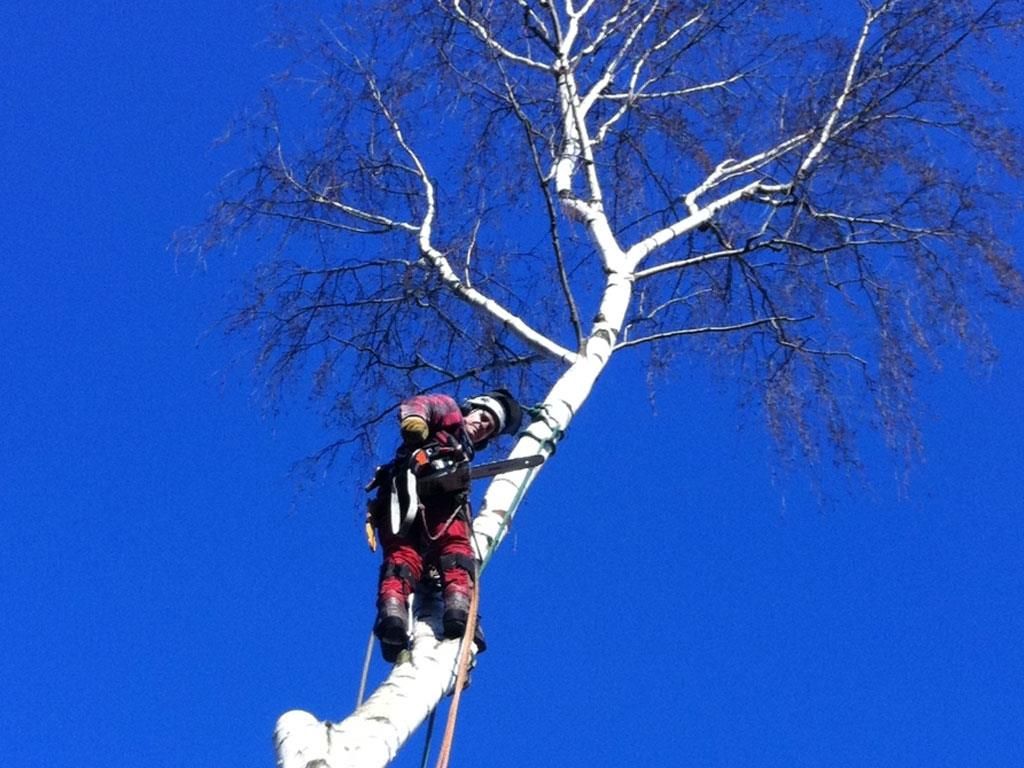 Ein Mann klettert auf einen Baum mit einem blauen Himmel im Hintergrund