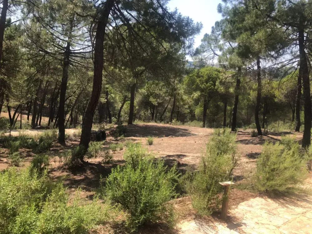 Escena de bosque con árboles altos, arbustos verdes y área de tierra abierta.