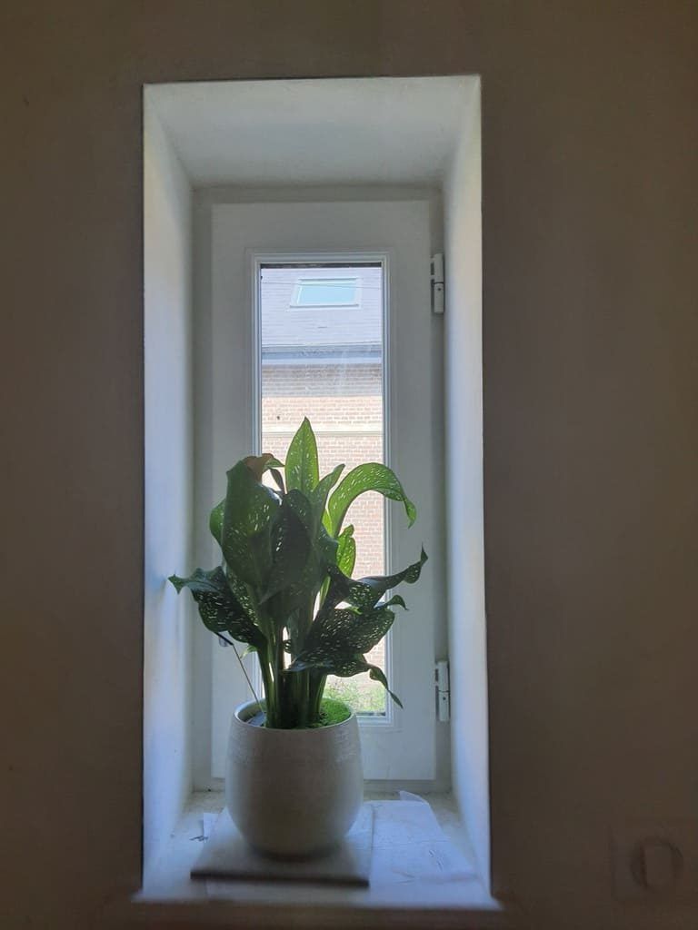 Plante en pot blanc sur le rebord d'une fenêtre encadrée d'un cadre blanc encastré. Vue sur l'extérieur.