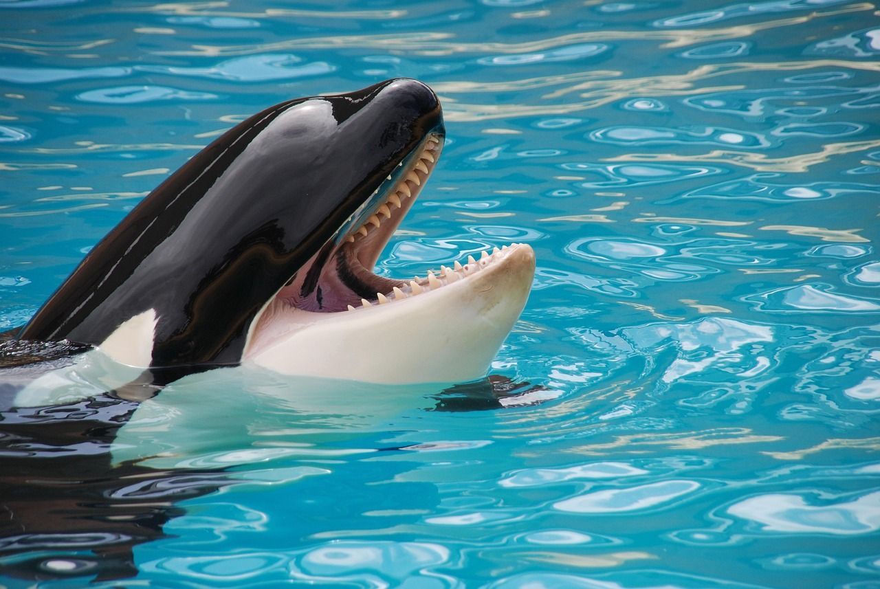 Orca schwimmt im Wasser im Loro Parque auf Teneriffa