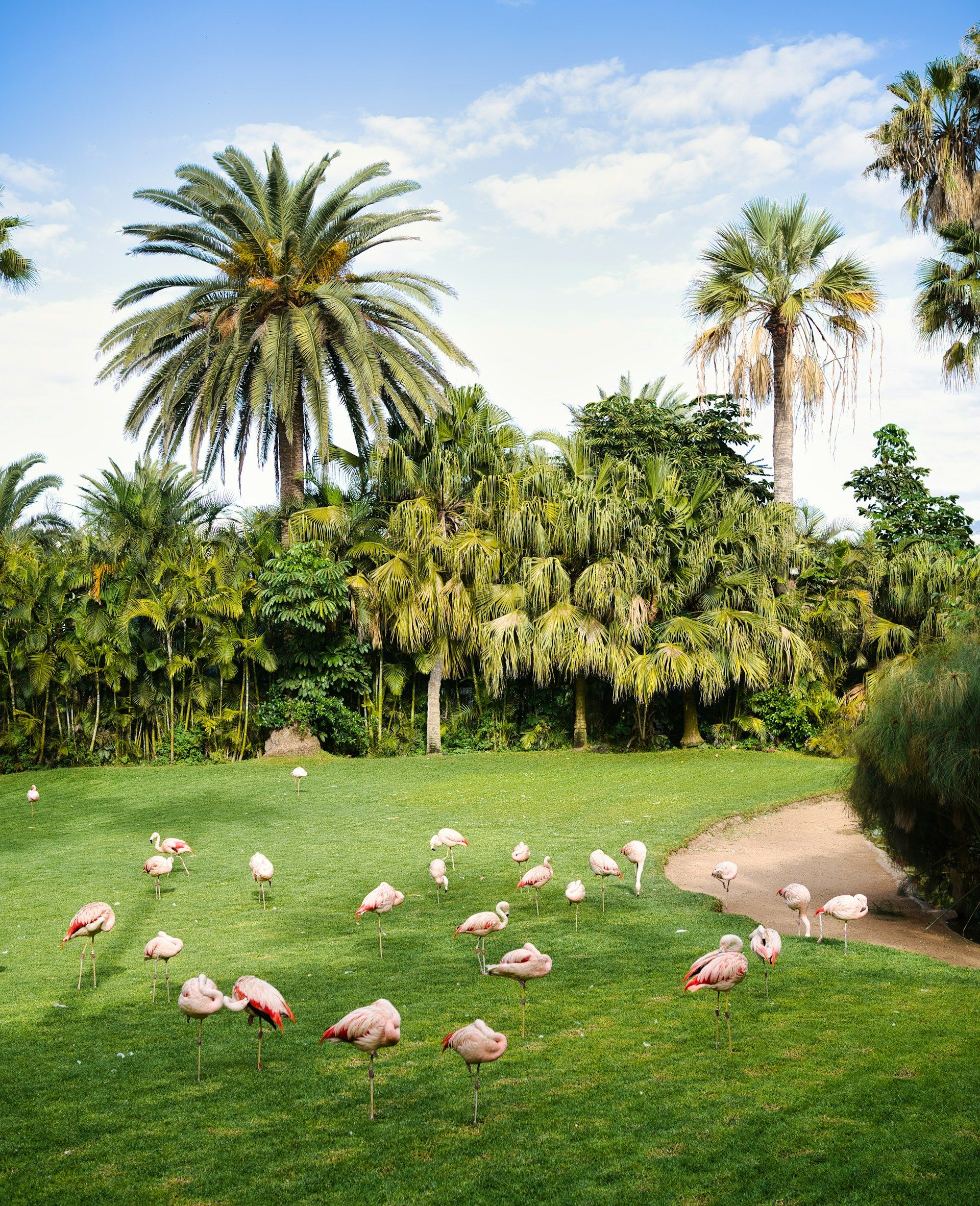 Flamingos auf einer Wiese im Loro Parque auf Teneriffa