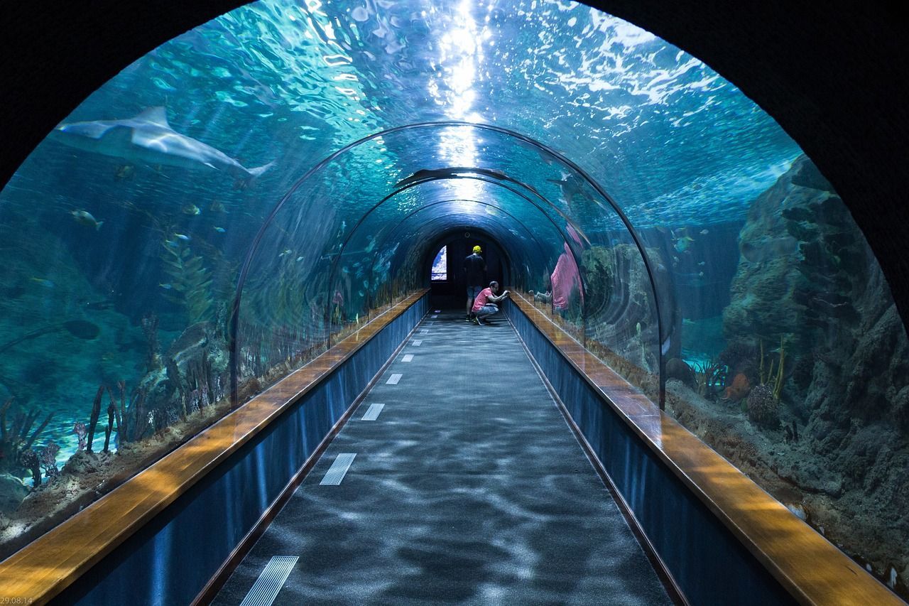 Haitunnel im Aquarium des Loro Parque auf Teneriffa