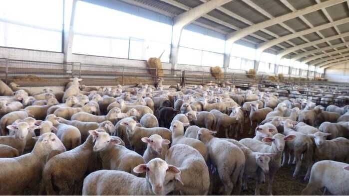 Un gran rebaño de ovejas se encuentra en un granero.