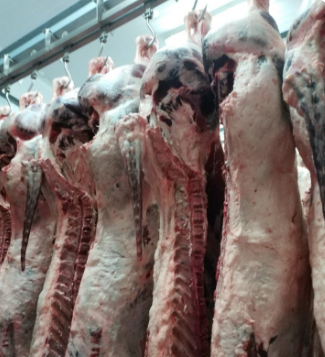 Una fila de carne colgando de ganchos en una habitación.