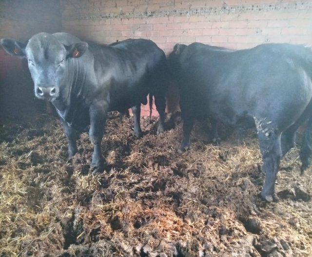 Un par de vacas negras paradas una al lado de la otra