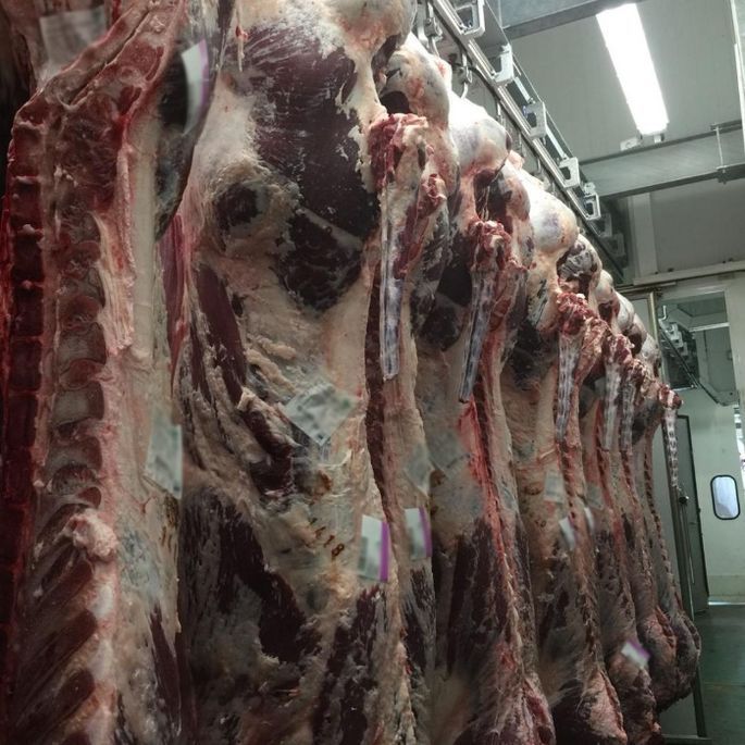 Una fila de carne de res colgada de ganchos en una carnicería.