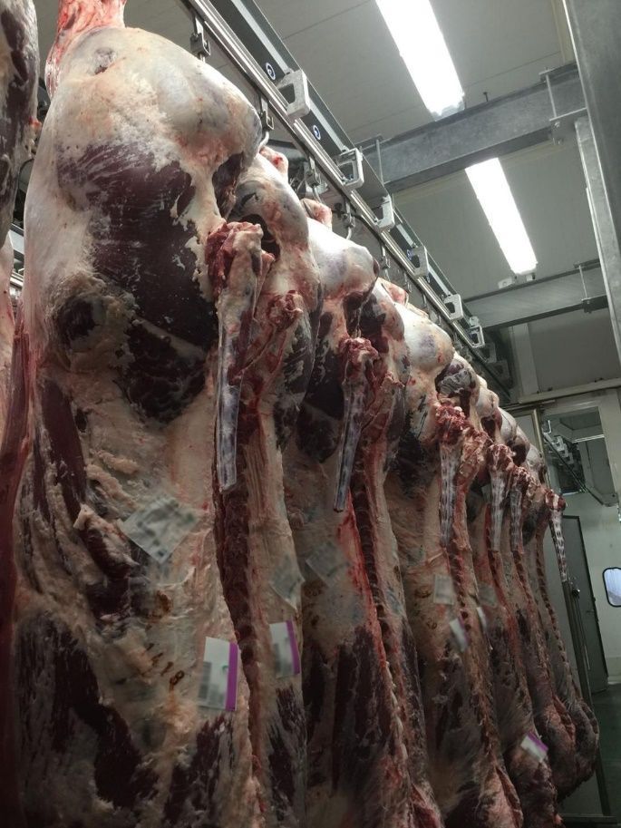 Una fila de carne colgando del techo en una carnicería.
