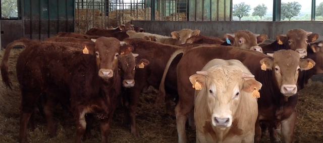 Una manada de vacas están paradas en un granero mirando a la cámara.