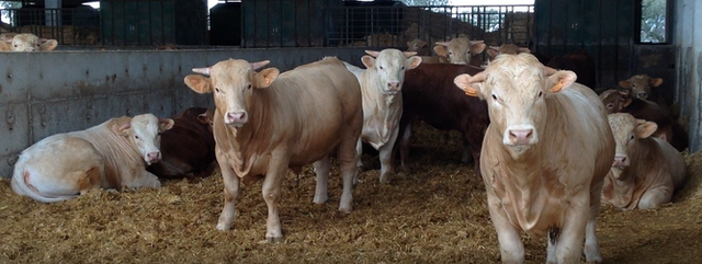 Una manada de vacas paradas una al lado de la otra en un granero.