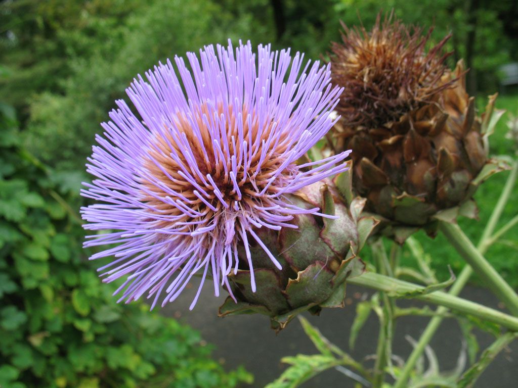 Bärlauch - Naturheilpraxis Katharina Studer - Langendorf