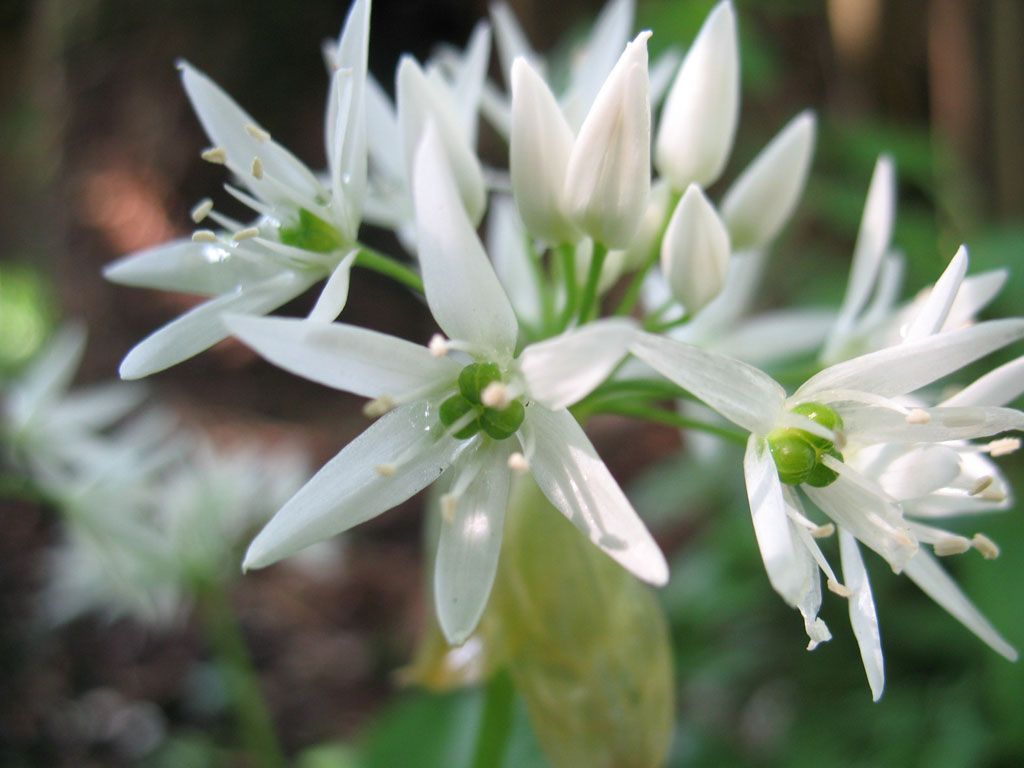 Bärlauch - Naturheilpraxis Katharina Studer - Langendorf