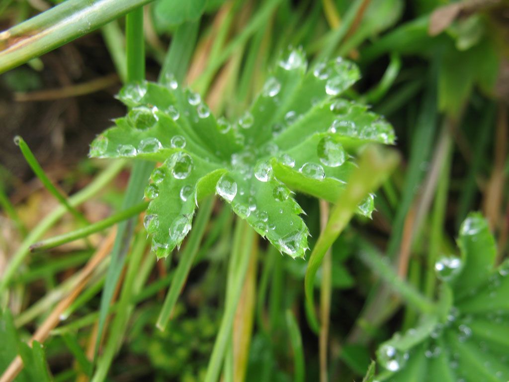 Bärlauch - Naturheilpraxis Katharina Studer - Langendorf
