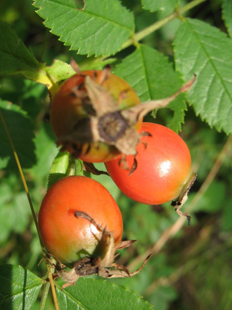 Hagebutte - Naturheilpraxis Katharina Studer - Langendorf